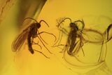 Several Fossil Flies (Diptera) In Baltic Amber #90858-3